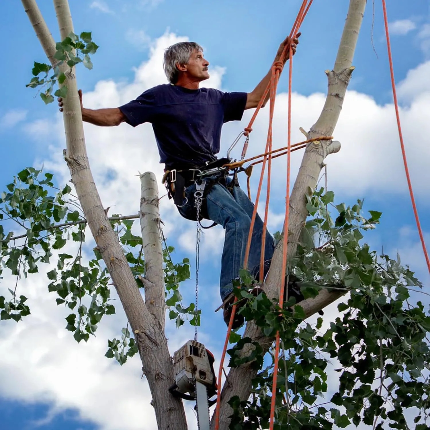 Tree Climbing Spikes,Tree Climbing Gear,Tree Climbing Kit Suitable for Climbing Trees, Picking Fruits,etc